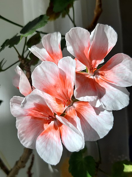 File:Geranium flower and pollen 20220925 103405.jpg