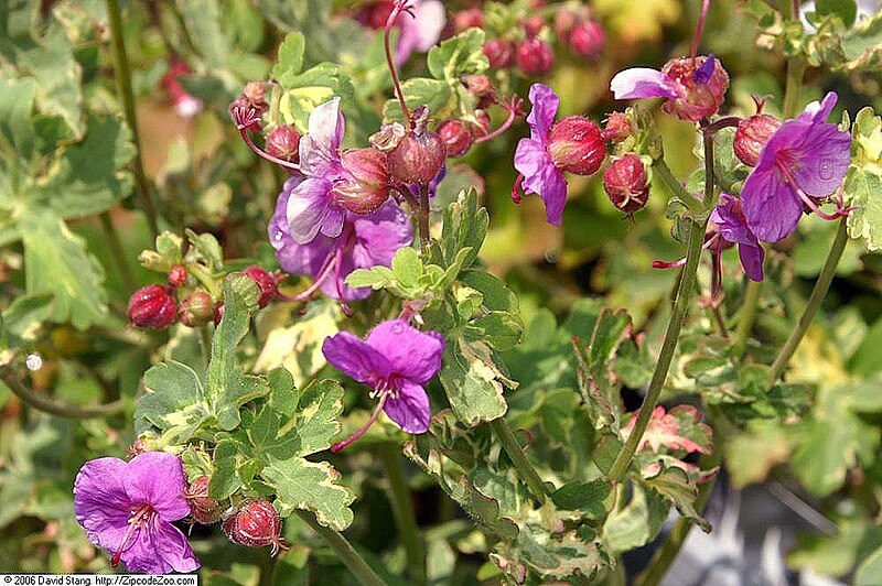 File:Geranium macrorrhizum Variegatum 0zz.jpg