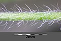 Pedicel with deflexed hairs (base of pedicel on the left)