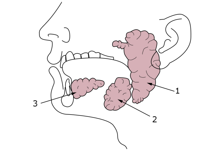 File:Ghiandole salivari - name free.png