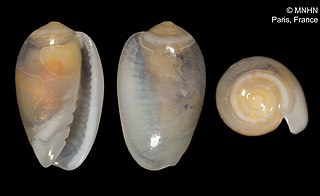 <i>Gibberula modica</i> Species of gastropod