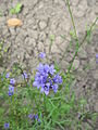 Gilia tricolor close-up