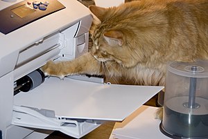 Gillie helping to jam the printer (467241015).jpg