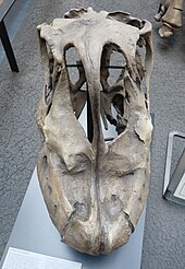 The fleshy external nostril would have been placed at the front of the nasal fossa, the depression seen in front of the bony nostril. Giraffatitan MfN 2018 2 skull anterior top view.jpg