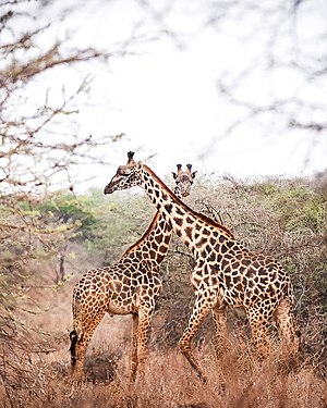 Giraffes. Photograph: Waraho Mwangi