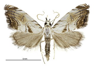 <i>Glaucocharis harmonica</i> Species of moth