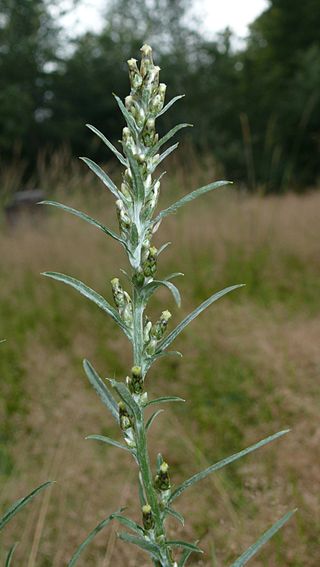 <i>Gnaphalium sylvaticum</i> Species of flowering plant