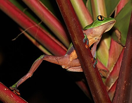 ไฟล์:Golden-eyed tree frog (Agalychnis annae) 3.jpg