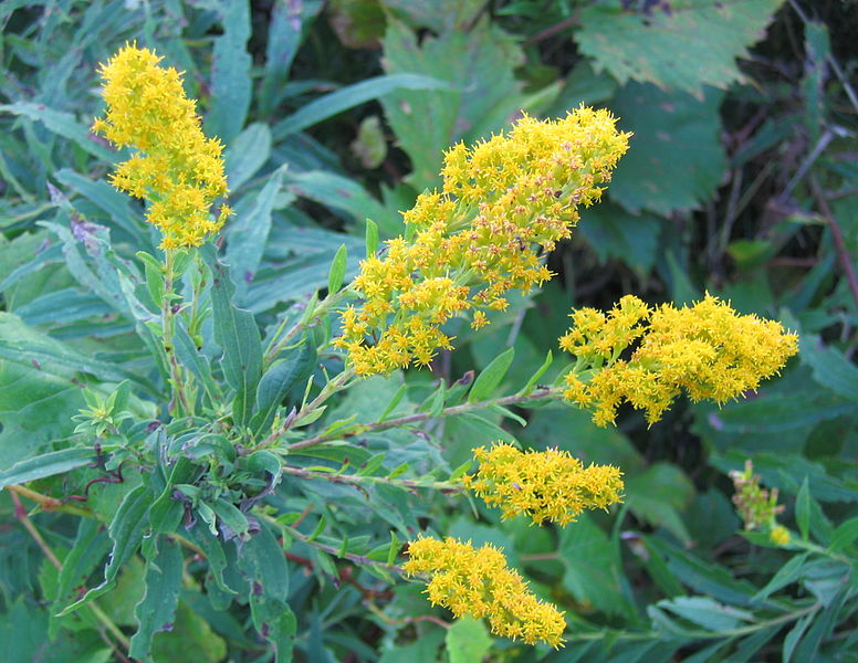 File:Goldenrod at Oatka Park (255278623).jpg