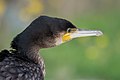 * Nomination Great Cormorant at Tunis south lake --El Golli Mohamed 11:32, 11 September 2022 (UTC) * Promotion  Support Good quality. --Jsamwrites 13:16, 11 September 2022 (UTC)