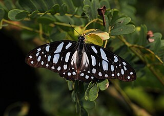 <i>Graphium leonidas</i> Species of butterfly