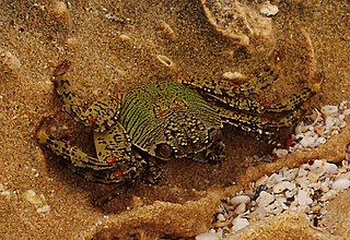 <i>Grapsus albolineatus</i> Species of crab