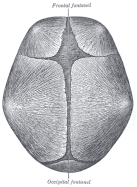 Череп новорождённого, показаны передний и задний роднички.