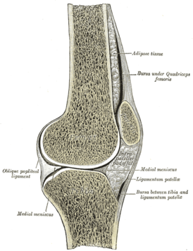 Сагиттальный разрез правого коленного сустава
