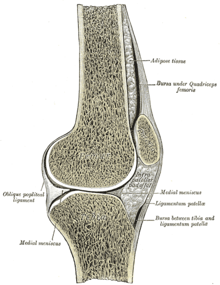 Tulang_sesamoid