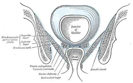 Pelvic fascia