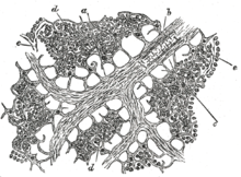 Lymphatic system - Wikipedia