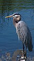 A great blue heron in profile, showing the characteristic neck