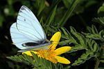 Thumbnail for Green-veined white