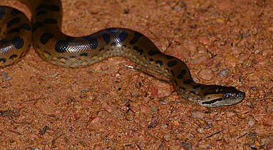 Green Anaconda (Eunectes murinus) neonate (24914481597).jpg