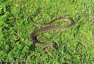 Green water snake species of reptile