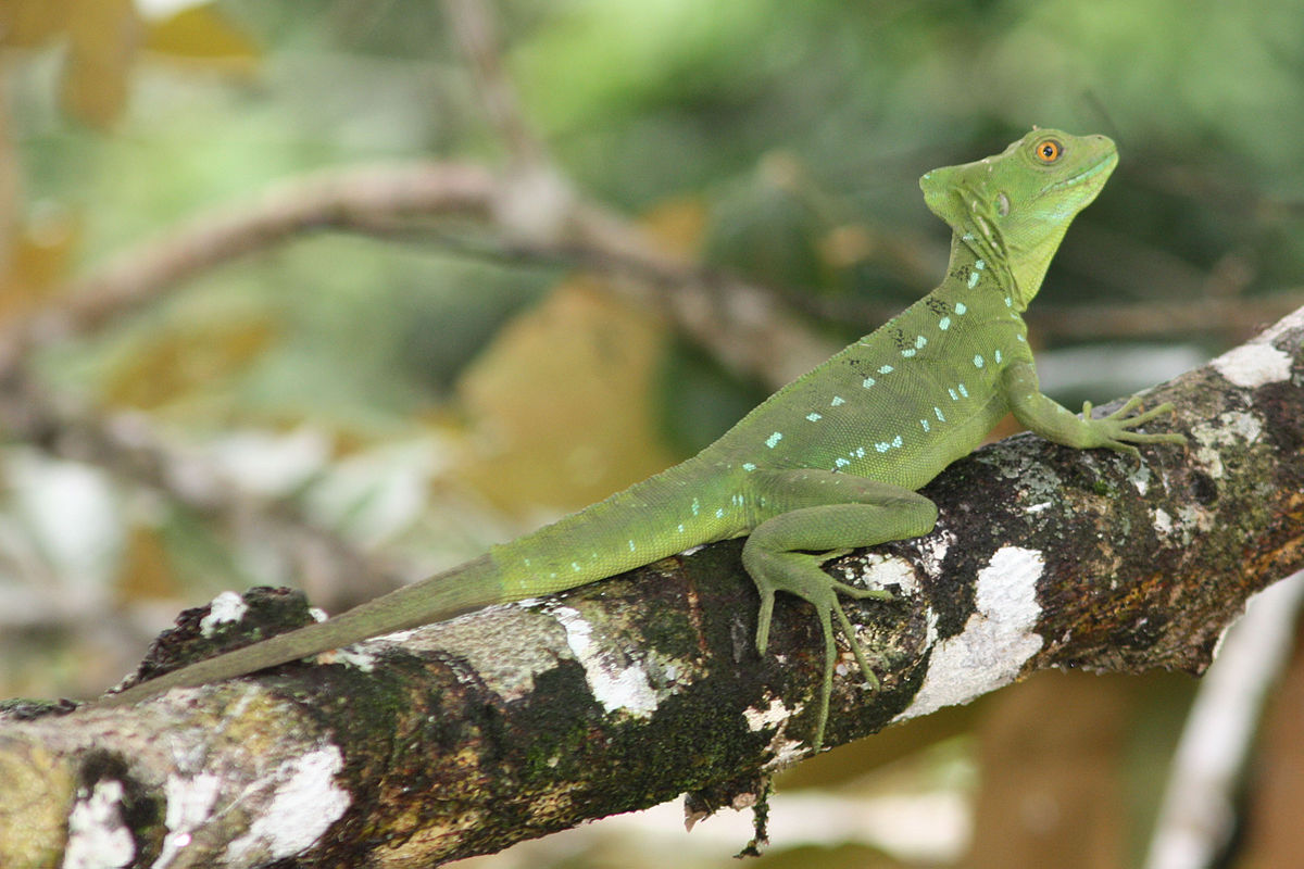 green basilisk lizard coloring page