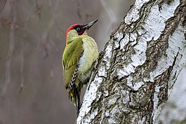 Green woodpecker Franconville 2022 01 21 2.jpg