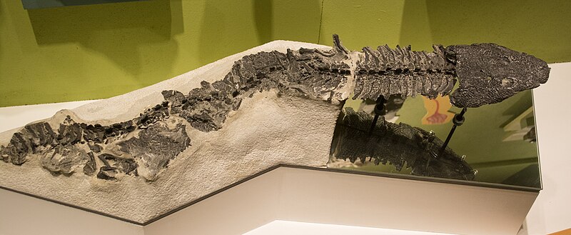 File:Greererpeton - Cleveland Museum of Natural History.jpg