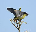 Thumbnail for File:Grey-fronted Green Pigeon, Kozhikode 01.jpg