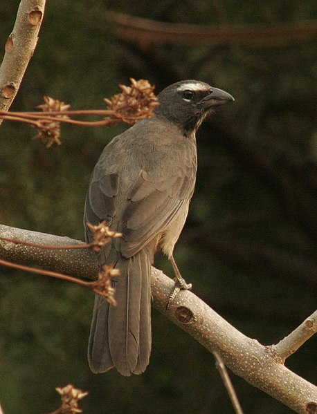 File:Greyish Saltator.JPG