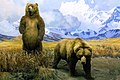 Grizzly Bear Ursus Arctos Horribilis (42270424).jpeg
