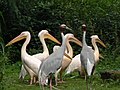 Skupina pelikánů bílých ve společnosti jeřábů Antigoniných.