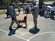 Guide dogs K-9