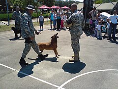 Chiens de guide K-9.