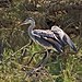 Héron cendré au Pont de Gau en Camargue 02.jpg