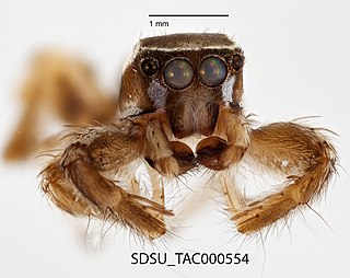 <i>Habronattus formosus</i> Species of spider