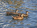 Mallard ducks swimming in the Halifax River, Daytona Beach