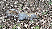 Hallorav Sciurus carolinensis