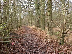 Illustrasjonsbilde av artikkelen Hanger Wood