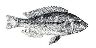 <i>Haplochromis granti</i> Species of fish