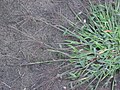 Harig vingergras detal zavodi (Digitaria sanguinalis) .jpg