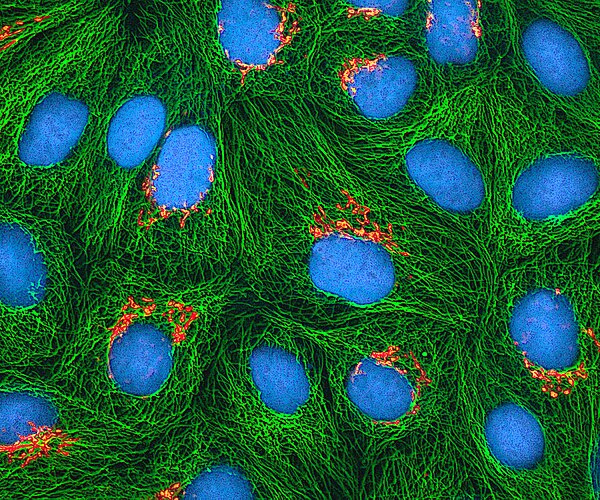 Multiphoton fluorescence image of cultured HeLa cells with a fluorescent protein targeted to the Golgi apparatus (orange), microtubules (green) and co