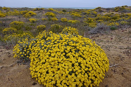 Helichrysum stoechas830.jpg