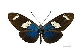 Heliconius sara