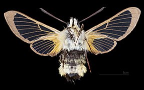 Hemaris tityus - MHNT CUT 2010 0 510 - Strasbourg France - female ventral.jpg