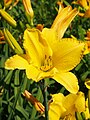 Hemerocallis 'Pet Lamb', Liliowiec 'Pet Lamb', 2023-07-07