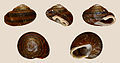 * Nomination Shell of an endemic land snail of Tenerife, Hemicycla bidentalis --Llez 05:39, 8 September 2013 (UTC) * Promotion  Support ok --Christian Ferrer 06:28, 8 September 2013 (UTC)