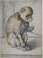 Monkey on a chain, seated label QS:Len,"Monkey on a chain, seated" label QS:Lpl,"Siedząca małpa na łańcuchu" label QS:Lnl,"Een zittende aap aan een ketting" . circa 1597 date QS:P,+1597-00-00T00:00:00Z/9,P1480,Q5727902 . chalk on paper medium QS:P186,Q147690;P186,Q11472,P518,Q861259 . 40.6 × 30 cm (15.9 × 11.8 in). Amsterdam, Rijksmuseum Amsterdam.