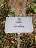 Thumbnail for Heritage trees in Singapore