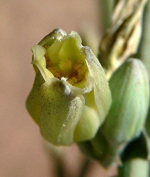 File:Hesperaloe funifera 6.jpg